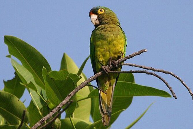 SIerra Madre Highland bird and Tuito - Setting Off From Puerto Vallarta: Morning Timing and Meeting Point