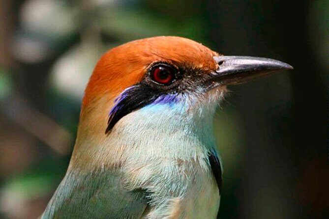 SIerra Madre Highland bird and Tuito - Ecotours Check-In: Quick Start, Then Out of Town