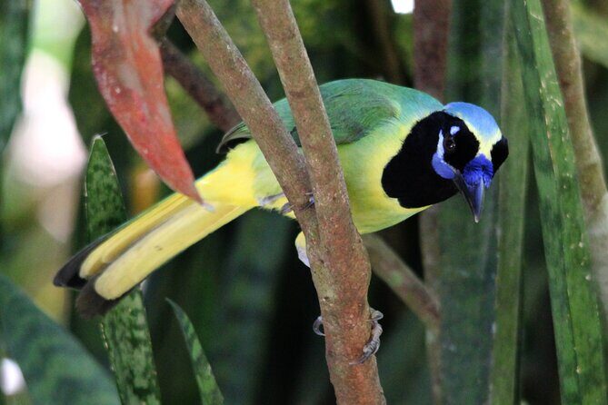 SIerra Madre Highland bird and Tuito - El Tuito: Cobblestones, Local Flavor, and Real Birding Time