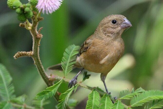 SIerra Madre Highland bird and Tuito - Your Birding Toolkit: Binoculars, Telescopes, Field Guides, and Checklists