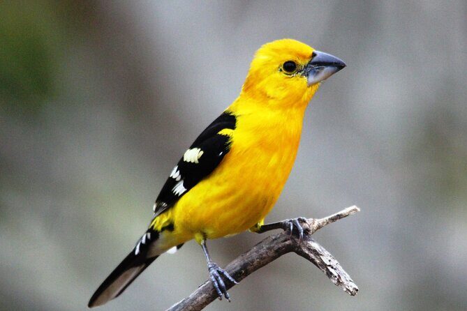 SIerra Madre Highland bird and Tuito - The Sierra Madre Birding Advantage: Tropical Jungle Meets Mountains