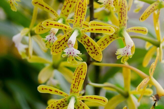 Skip the Line: Vallarta Botanical Garden Admission Ticket - What this Vallarta Botanical Garden admission ticket really is