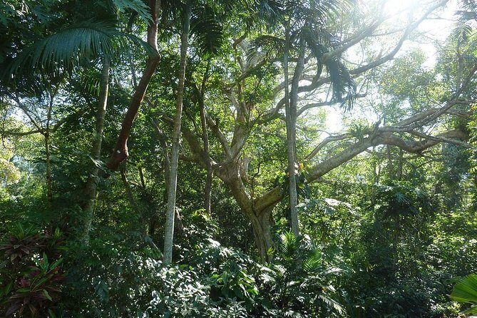 Skip the Line: Vallarta Botanical Garden Admission Ticket - Los Horcones river swim: the one extra move that changes the day