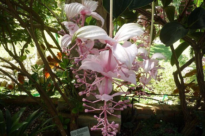 Skip the Line: Vallarta Botanical Garden Admission Ticket - Plant houses and the forest preserve: where the variety comes alive