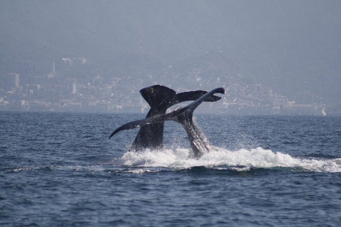 Small-Group Half-Day Whale-Watching Tour in Puerto Vallarta - Why this whale watch feels different: small boat, big guidance