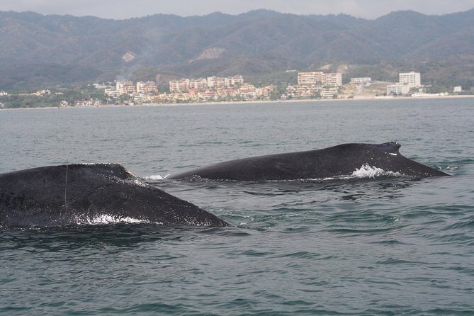 Small-Group Half-Day Whale-Watching Tour in Puerto Vallarta - The guide on board: learning without the lecture