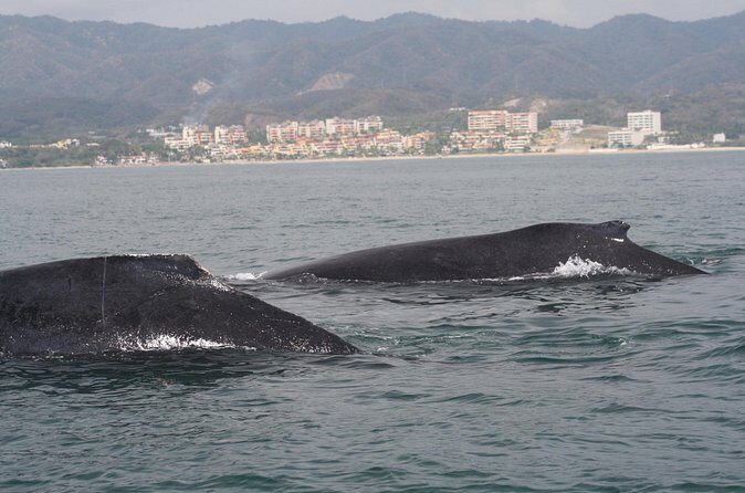 Small-Group Half-Day Whale-Watching Tour in Puerto Vallarta - Price and value: $110 plus a couple things to budget