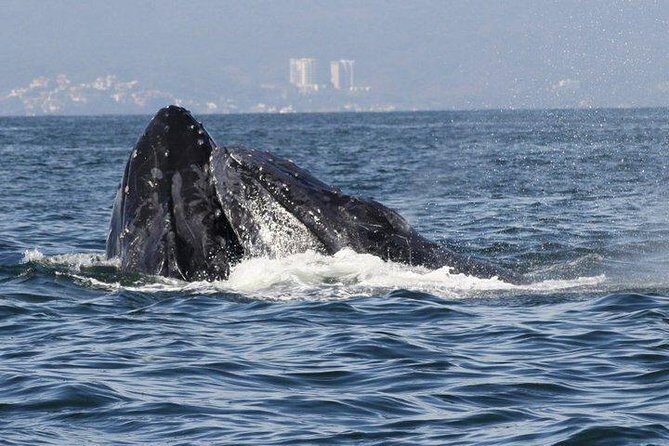 Small-Group Half-Day Whale-Watching Tour in Puerto Vallarta - Timing, season, and weather: when the whales show up