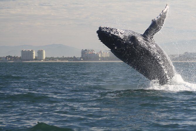 Small-Group Half-Day Whale-Watching Tour in Puerto Vallarta - What you’re most likely to see: humpbacks, calves, and surprise extras