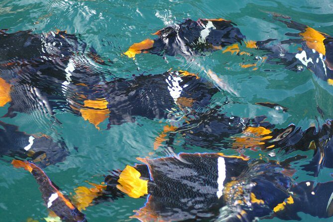 Small Group Snorkeling in Los Arcos, Puerto Vallarta - Los Arcos snorkeling with a real science and safety brain