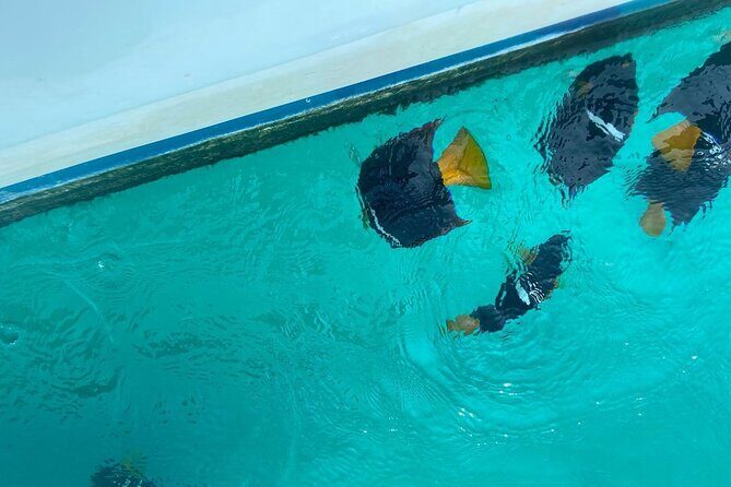 Snorkel & Playa nopalera • Small Group Tour • Punta Mita - Playa Nopalera: Swimming, Caves, Rock Formations, and Photos