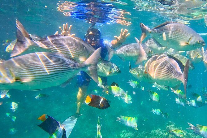 Snorkeling at Los Arcos 5 islands Hidden Beach and Cliff Jumping - The mix that makes this tour work: jumps, snorkeling, and a quiet beach