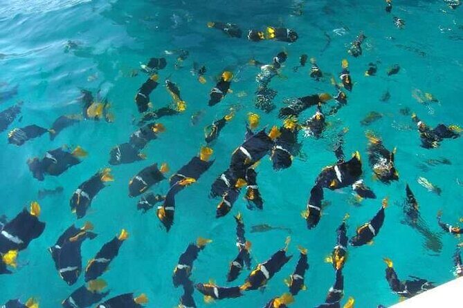 South Shore Private Sightseeing Cruise in Puerto Vallarta - Playa Las Ánimas: beach relaxation, snacks, and lunch you’ll want to plan for