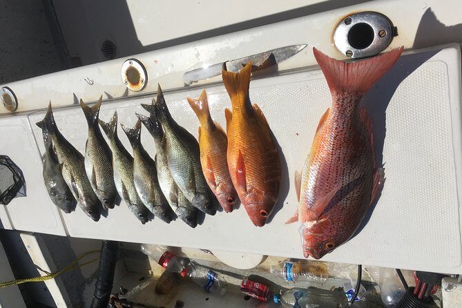 sport fishing - Where Punta Vallarta’s coast makes sense for sport fishing