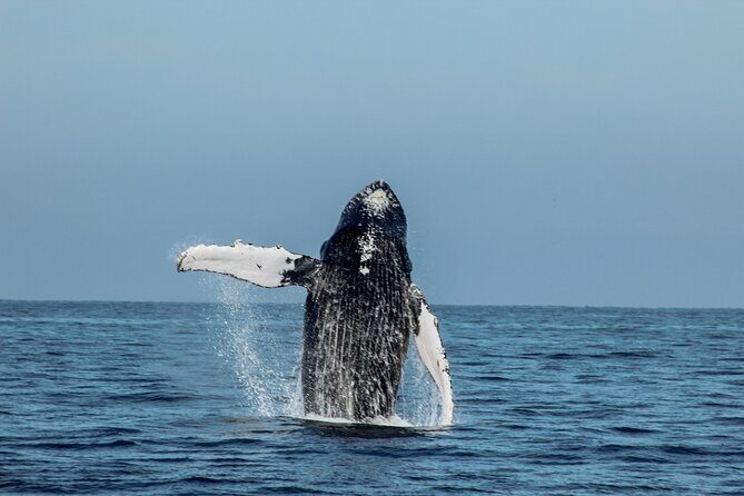 Sunsets and Whales Mega Yachts ALL INCLUSIVE: Puerto Vallarta - Open Bar and Snacks: What All-Inclusive Really Means Here