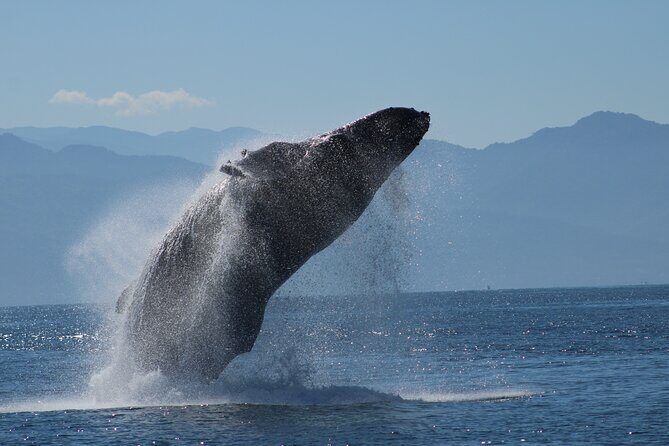 Sunsets and Whales Mega Yachts ALL INCLUSIVE: Puerto Vallarta - Bay of Banderas Whale Watching: How the Crew Finds Humpbacks