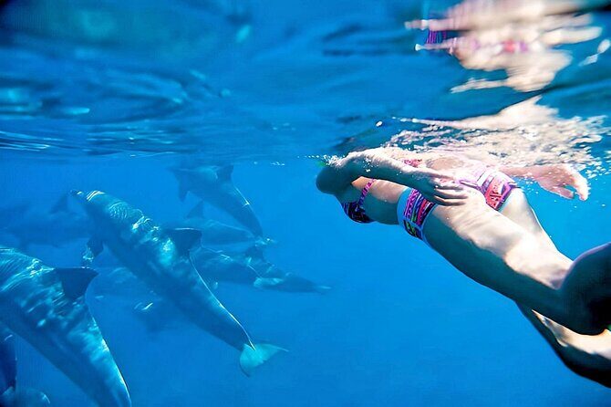 Swim and Paddle Board with Wild Dolphin Pods in Puerto Vallarta - Key Highlights That Matter