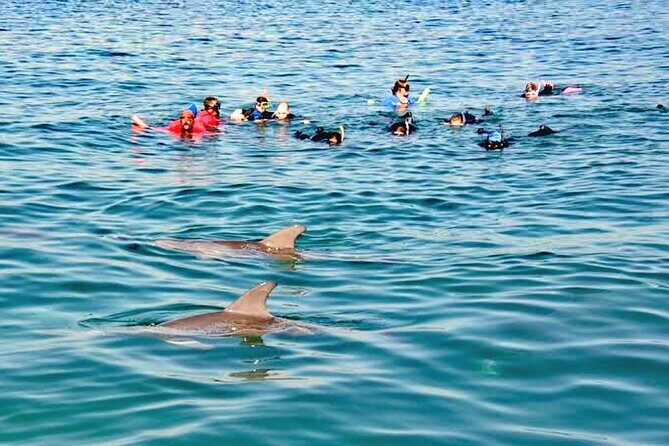 Swim and Paddle Board with Wild Dolphin Pods in Puerto Vallarta - What Happens Once You Find the Pods