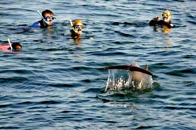 Swim and Paddle Board with Wild Dolphin Pods in Puerto Vallarta - Dolphin Communication Tips You’ll Actually Use