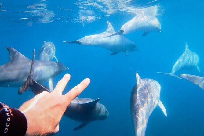 Swim and Paddle Board with Wild Dolphin Pods in Puerto Vallarta - The 4-Hour Schedule: How the Day Really Paces Out