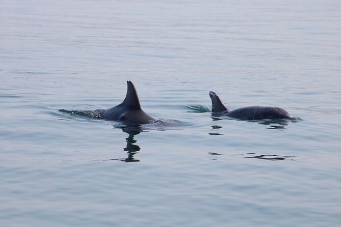 Swim and Paddle Board with Wild Dolphin Pods in Puerto Vallarta - Responsible Wildlife Watching in Freedom