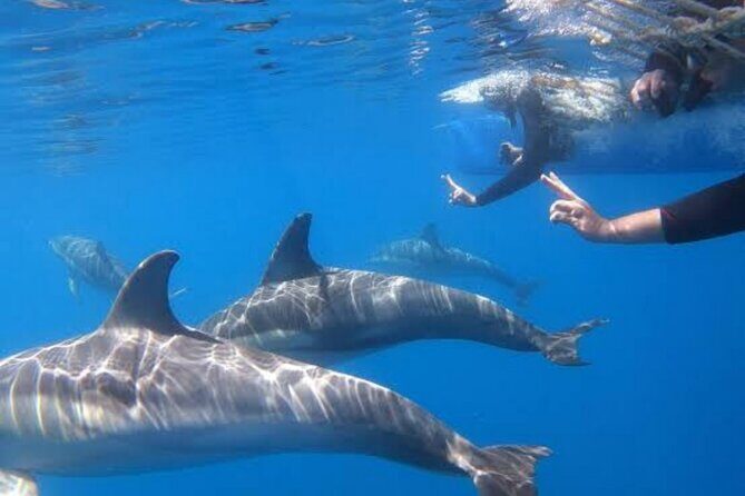 Swim and Paddle Board with Wild Dolphin Pods in Puerto Vallarta - Price and Value: Is $110.59 Worth It?