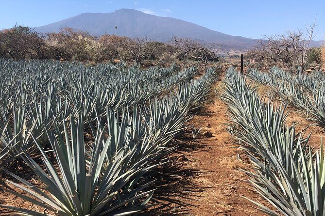 Tequila Jalisco Full Day Tour from Puerto Vallarta - Leaving Puerto Vallarta: early pickup and a comfortable small-group van
