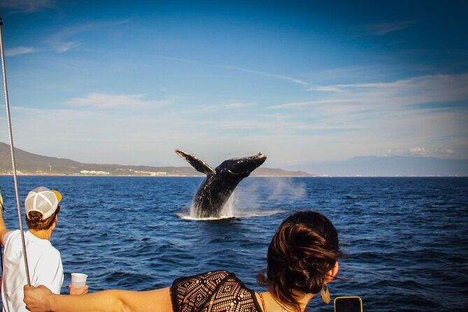 Ultimate Whale Watching Experience All-Inclusive - Key Things to Know Before You Go