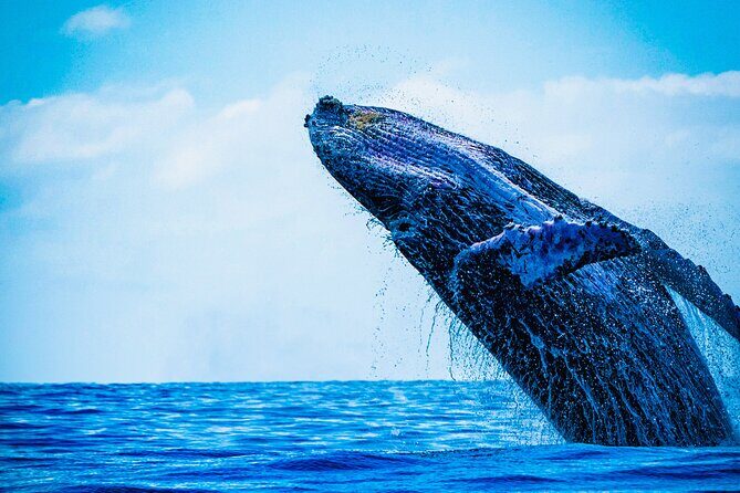 Ultimate Whale Watching Experience All-Inclusive - Snorkeling and Water Toys From the Boat: Fun Even Without Perfect Conditions