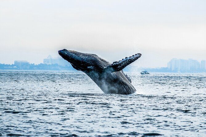 Ultimate Whale Watching Experience All-Inclusive - Whale Watching in Banderas Bay: How You Actually Get the Best Shot
