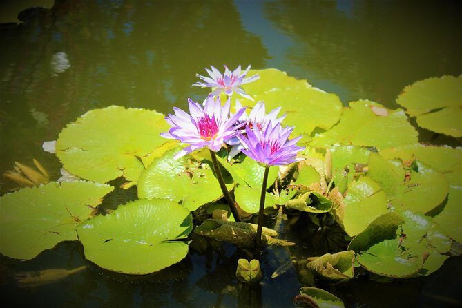 Vallarta Botanical Garden and Tequila Tasting from Puerto Vallarta - Should You Book This Vallarta Botanical Garden and Tequila Day Trip?