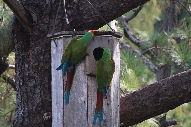 Visit the Sanctuary of the Guacamayas in free life - The Forest Trails: 2 Hours of Bird Watching and Learning