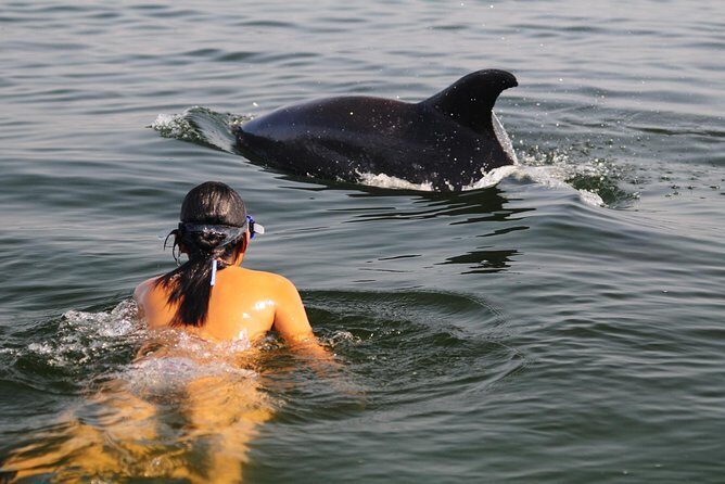 Watch and Swim with Dolphins in the Wild - Key things to know before you go
