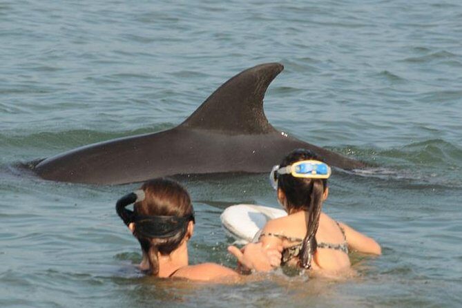 Watch and Swim with Dolphins in the Wild - Dolphin-in-the-wild energy: what the hydrophone hunt really changes