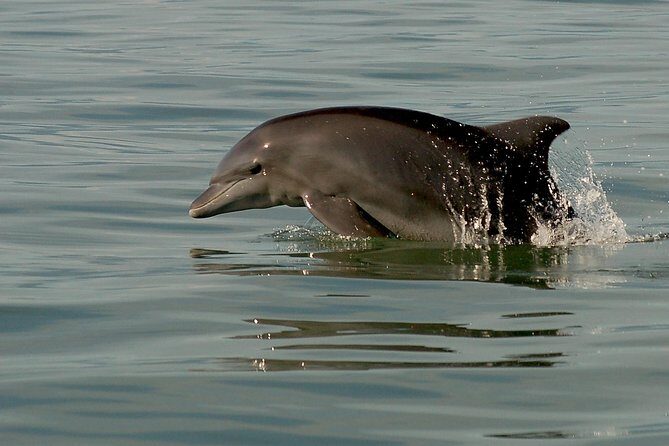 Watch and Swim with Dolphins in the Wild - Wildlife bonuses: turtles, rays, and the whale-song moments