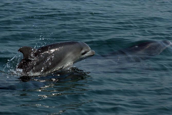 Watch and Swim with Dolphins in the Wild - What to bring for a 3.5-hour sea outing (and what’s already covered)