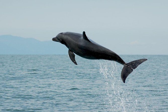 Watch and Swim with Dolphins in the Wild - Marina Vallarta start at 9:00am: the quick education that sets expectations
