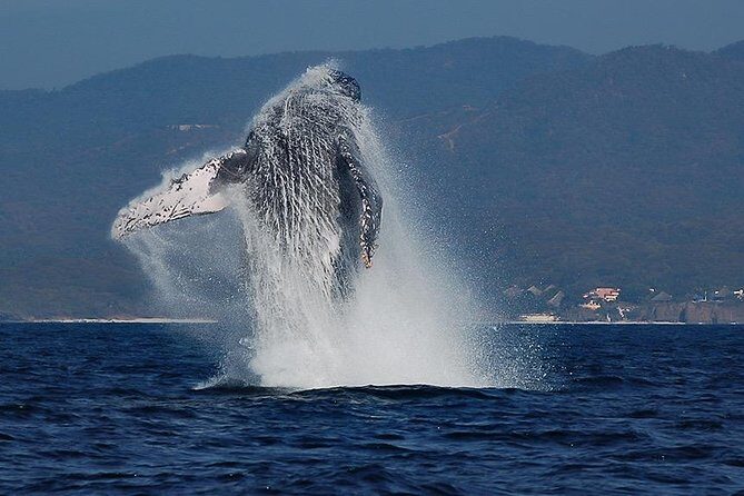 Whale and Dolphin Watching with a Biologist in Puerto Vallarta - Key things to know before you go