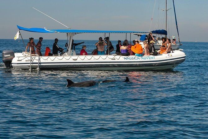Whale and Dolphin Watching with a Biologist in Puerto Vallarta - Whale and Dolphin Watching with a Biologist in Puerto Vallarta: the experience that feels like science, not a show