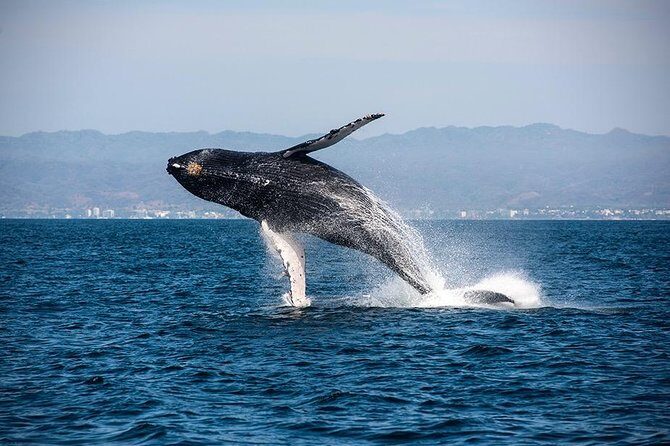 Whale and Dolphin Watching with a Biologist in Puerto Vallarta - The boat and crew setup: small group comfort plus real captain skills