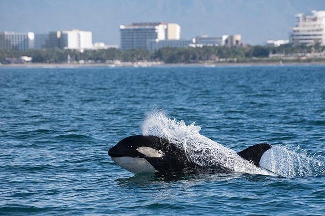 Whale and Dolphin Watching with a Biologist in Puerto Vallarta - Citizen science: what your participation actually does