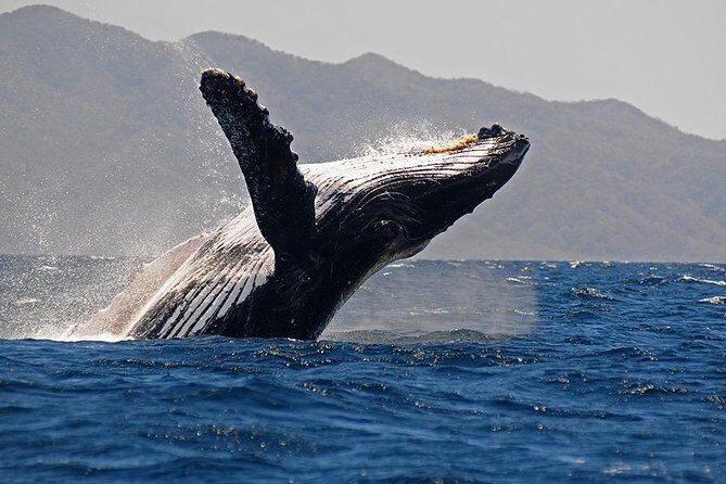 Whale and Dolphin Watching with a Biologist in Puerto Vallarta - What you’re most likely to see in winter: humpbacks plus a whole supporting cast