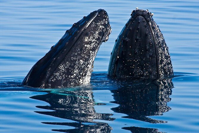 Whale & Dolphin Watching Cruise in Puerto Vallarta All Inclusive - Key Highlights I’d Prioritize