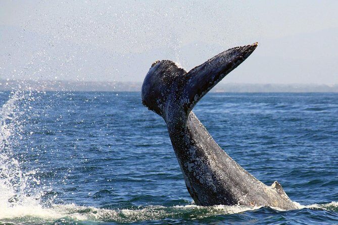 Whale & Dolphin Watching Cruise in Puerto Vallarta All Inclusive - Getting to the Meeting Point: The Real Start of Your Day