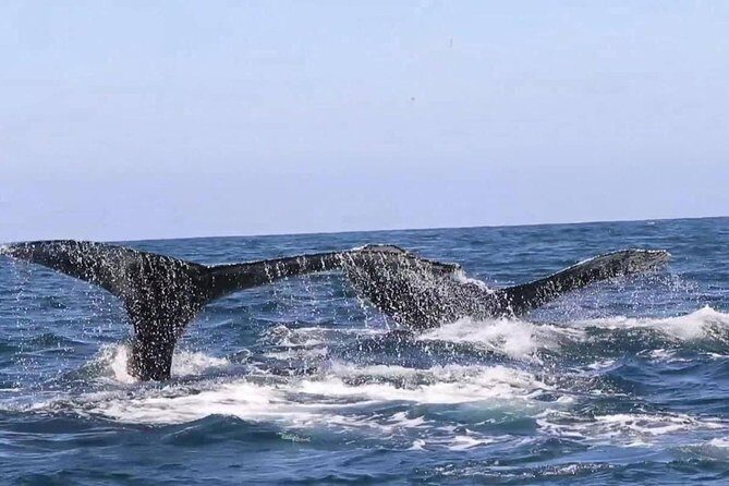 Whale & Dolphin Watching Cruise in Puerto Vallarta All Inclusive - What’s Included On Board: Breakfast, Lunch, and an Open Bar That Actually Delivers