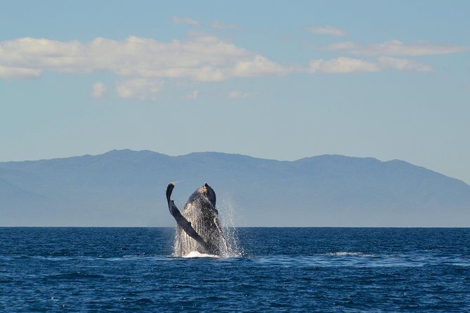 Whale & Dolphin Watching Cruise in Puerto Vallarta All Inclusive - Whale Watching: How the Crew Finds Humpbacks (and What You Should Expect)