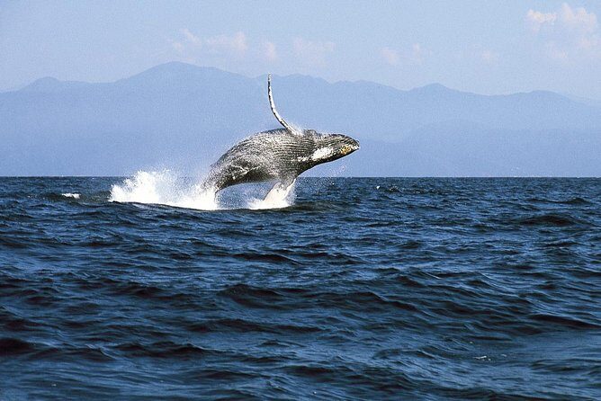 Whale & Dolphin Watching Cruise in Puerto Vallarta All Inclusive - Dolphin Watching: A Bonus When the Timing Is Right