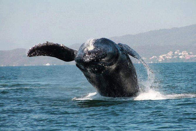 Whale & Dolphin Watching Cruise in Puerto Vallarta All Inclusive - The Hydrophone and Marine Biologist Moment: Why This Isn’t Just Sightseeing