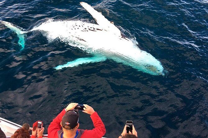 Whale & Dolphin Watching Cruise in Puerto Vallarta All Inclusive - Check-In Timing and Port Taxes: The Things That Can Eat Your Minutes