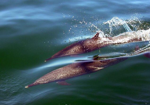 Whale Encounter Puerto Vallarta - Key things to know before you go